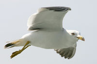 Gull in flight